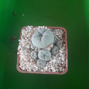 LOPHOPHORA williamsii v.caespitosa