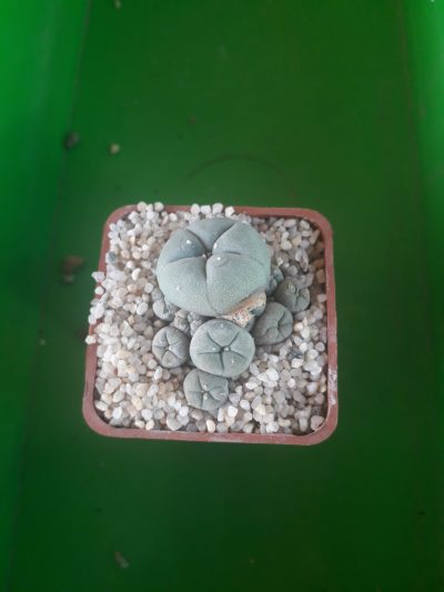 LOPHOPHORA williamsii v.caespitosa