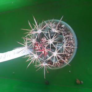 FEROCACTUS fordii