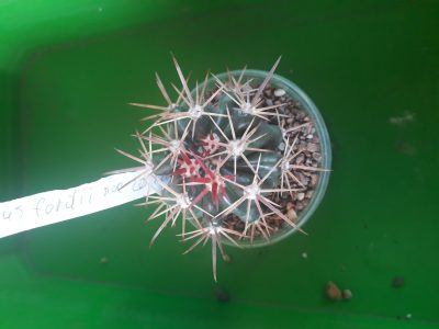 FEROCACTUS fordii