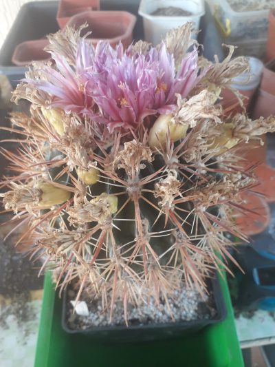 FEROCACTUS fordii - Зображення 2