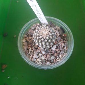 Thelocephala napina