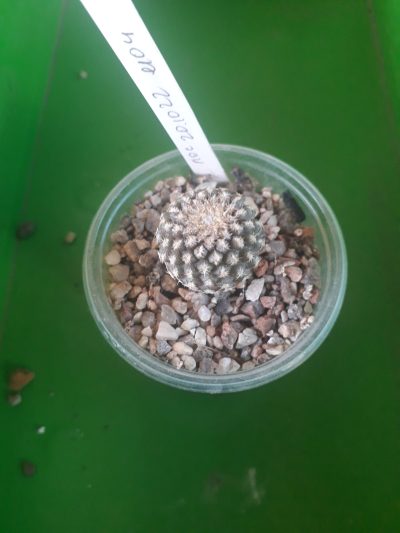 Thelocephala napina