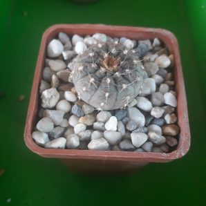 GYMNOCALYCIUM bodenbenderianum