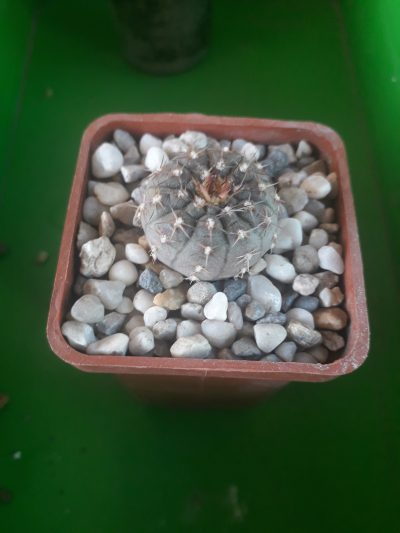 GYMNOCALYCIUM bodenbenderianum