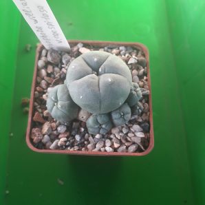 LOPHOPHORA williamsii v.caespitosa