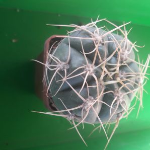 Gymnocalycium denudatum