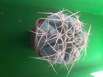 Gymnocalycium denudatum