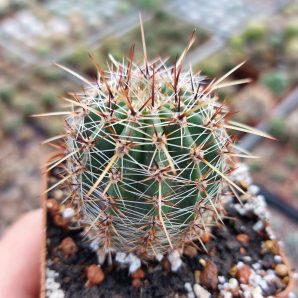 Lobivia aurea