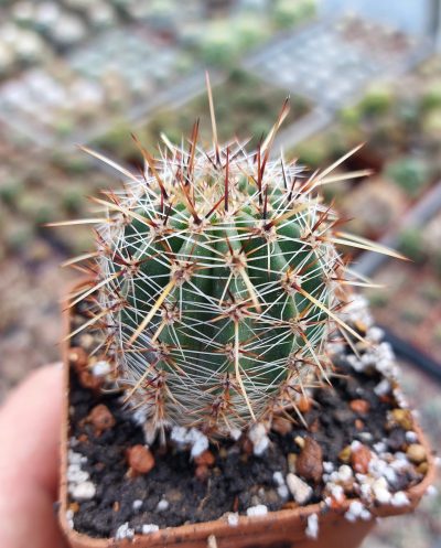 Lobivia aurea