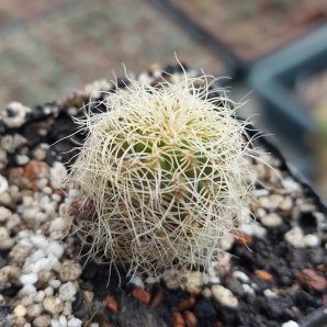 Sulcorebutia gerosenilis