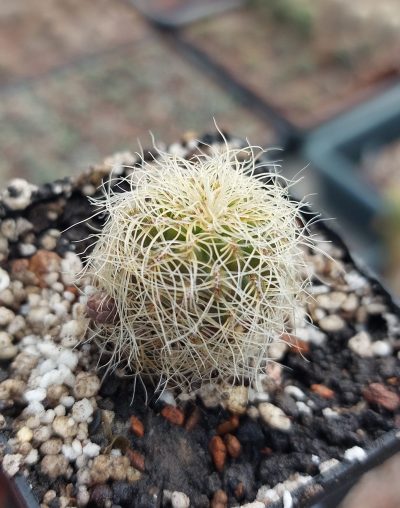 Sulcorebutia gerosenilis