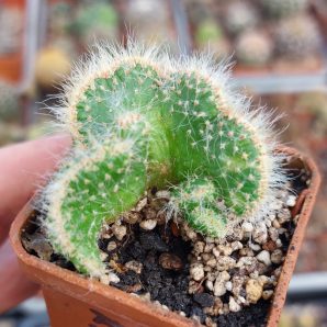 Cactus cristata