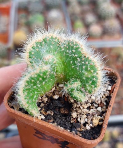 Cactus cristata