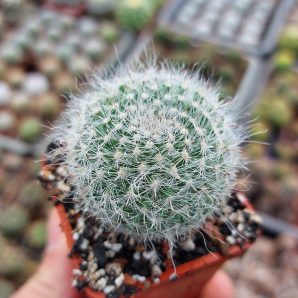 Mammillaria hahniana | 58