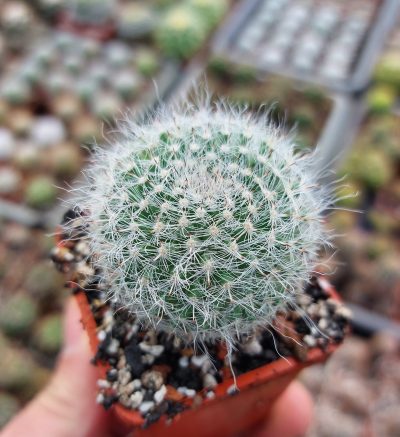 Mammillaria hahniana
