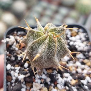 Astrophytum ornatum