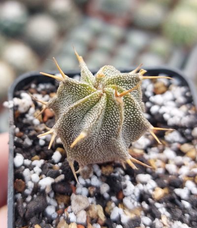 Astrophytum ornatum