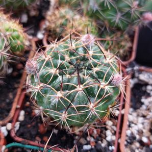 Lobivia tiegeliana