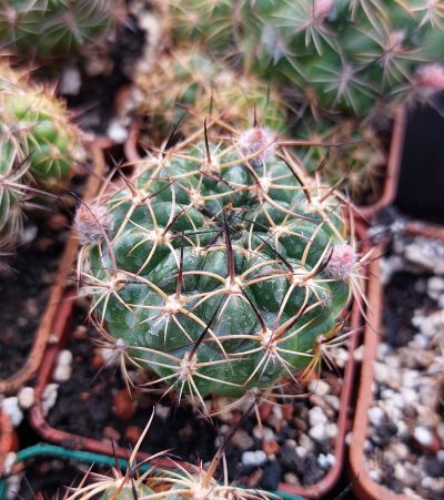 Lobivia tiegeliana