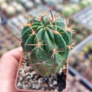 Lobivia backebergii