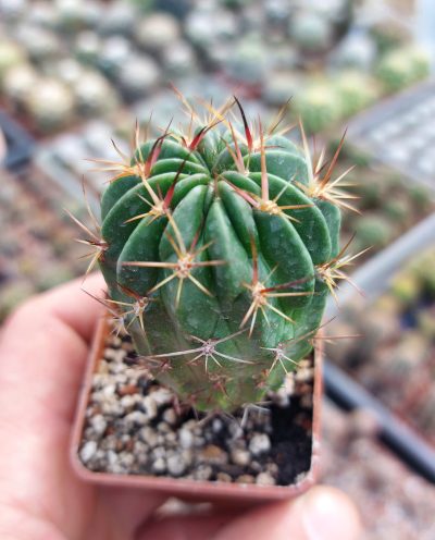 Lobivia backebergii