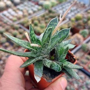 Gasteria liliputana