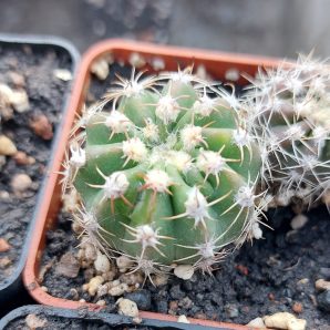 Echinopsis subdenudata