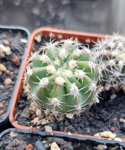 Echinopsis subdenudata