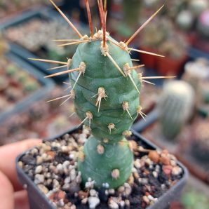 Tephrocactus neuquensis (Piltz)