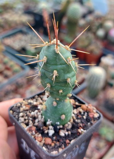 Tephrocactus neuquensis (Piltz)
