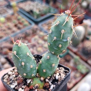 Tephrocactus neuquensis (Piltz)