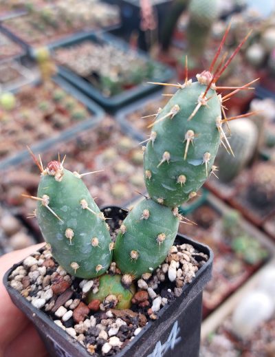 Tephrocactus neuquensis (Piltz)