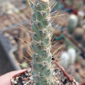Tephrocactus weberi