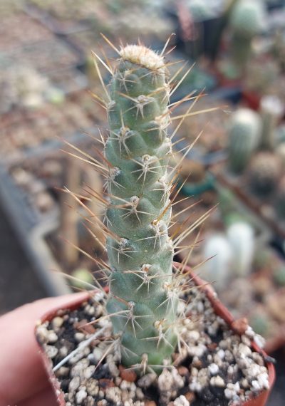 Tephrocactus weberi