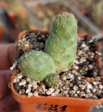 Puna subteranea