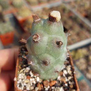 Tephrocactus articulatus v.strobiliformis