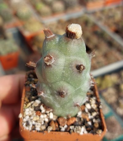 Tephrocactus articulatus v.strobiliformis