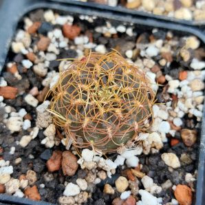 Sulcorebutia candia