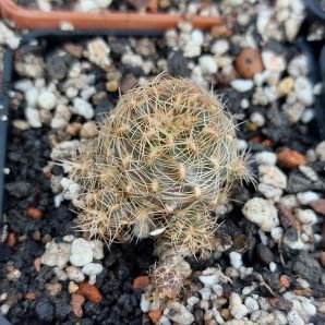 Sulcorebutia steinbachii HS89 by Panarotto