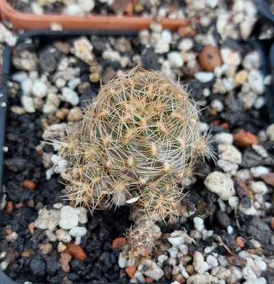 Sulcorebutia steinbachii HS89 by Panarotto