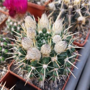 Notocactus submammulosus