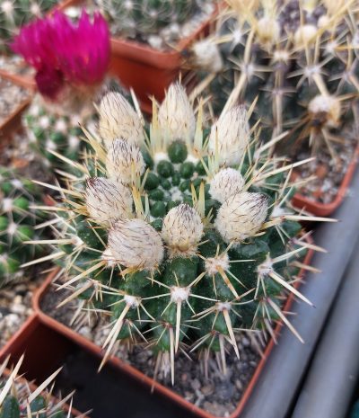 Notocactus submammulosus
