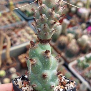Tephrocactus articulatus v.strobiliformis