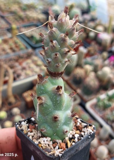 Tephrocactus articulatus v.strobiliformis