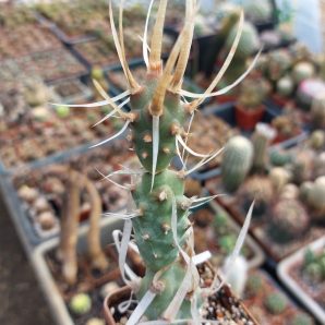 Tephrocactus articulatus v. papyracanthus