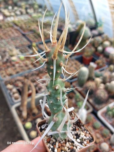 Tephrocactus articulatus v. papyracanthus