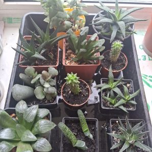 Продам колекцію сукулентів