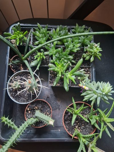 Продам колекцію сукулентів