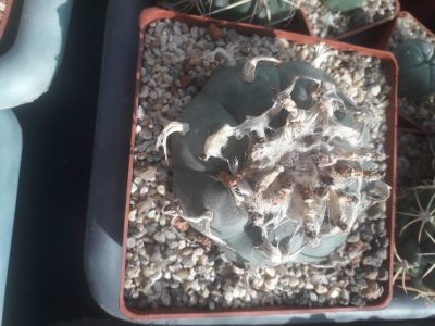 LOPHOPHORA williamsii - Зображення 3